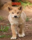 Image for Dingo