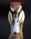 Image for Canard