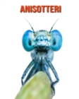 Image for Anisotteri