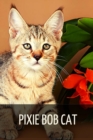 Image for Pixie Bob cat