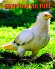 Image for Egyptian Vulture : Amazing Facts &amp; Pictures