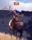 Image for Elk : Amazing Facts &amp; Pictures