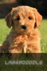 Image for Labradoodle