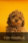 Image for Toy Poodle : Complete breed guide