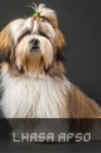 Image for Lhasa Apso