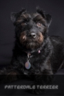 Image for Patterdale Terrier