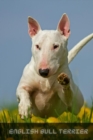 Image for English Bull Terrier