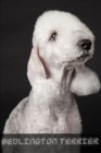 Image for Bedlington Terrier