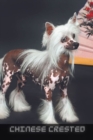 Image for Chinese Crested