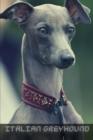 Image for Italian Greyhound