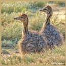 Image for Baby Ostriches 2022 Calendar
