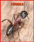 Image for Formica : Fatti divertenti e foto incredibili degli animali nella natura