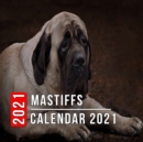 Image for Mastiffs Calendar 2021
