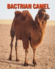 Image for Bactrian Camel
