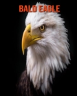 Image for Bald Eagle : Amazing Facts &amp; Pictures