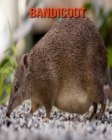 Image for Bandicoot : Beautiful Pictures &amp; Interesting Facts Children Book About Bandicoot