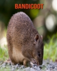 Image for Bandicoot : Amazing Facts &amp; Pictures