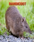 Image for Bandicoot : Amazing Photos &amp; Fun Facts Book About Bandicoot For Kids