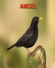 Image for Amsel