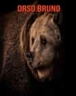 Image for Orso bruno : Fantastici fatti e immagini
