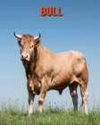 Image for Bull : Amazing Facts &amp; Pictures