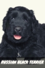 Image for Russian Black Terrier