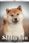 Image for Shiba Inu : Dog breed overview and guide