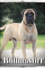 Image for Bullmastiff : Dog breed overview and guide