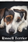 Image for Russell Terrier