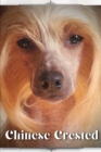 Image for Chinese Crested
