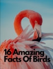 Image for 16 Amazing Facts Of Birds