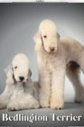 Image for Bedlington Terrier : Dog breed overview and guide