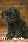 Image for Affenpinscher : Dog breed overview and guide