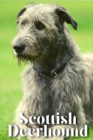 Image for Scottish Deerhound : Dog breed overview and guide