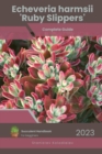 Image for Echeveria harmsii &#39;Ruby Slippers&#39;