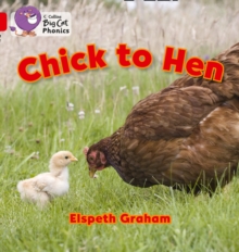 Image for Chick to hen