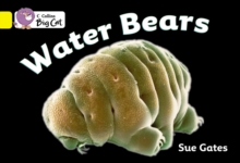 Image for Water Bears