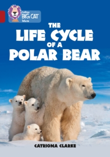 Image for The life cycle of a polar bear