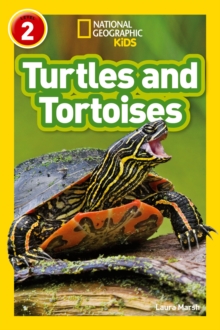 Image for Turtles