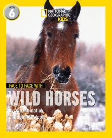 Image for Face to face with wild horsesLevel 6