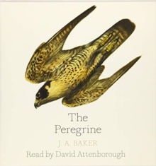 Image for The peregrine