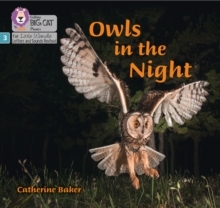 Image for Owls in the Night
