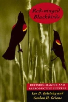Image for Red-winged Blackbirds