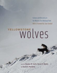 Image for Yellowstone Wolves