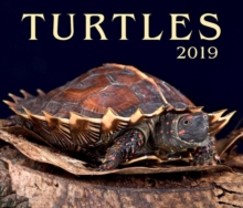 Image for Turtles 2019