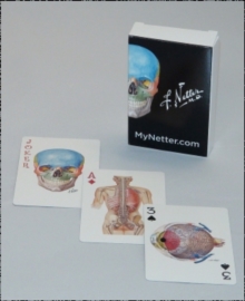 Netter Playing Cards: Netter’s Anatomy Art Card Deck (Single Pack)