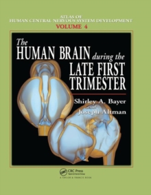 Image for The Human Brain During the Late First Trimester