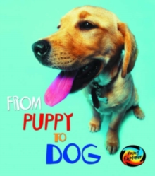 Image for From puppy to dog
