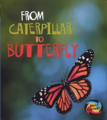 Image for From caterpillar to butterfly