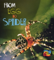 Image for From egg to spider
